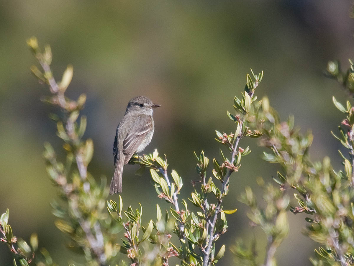 Gray Flycatcher