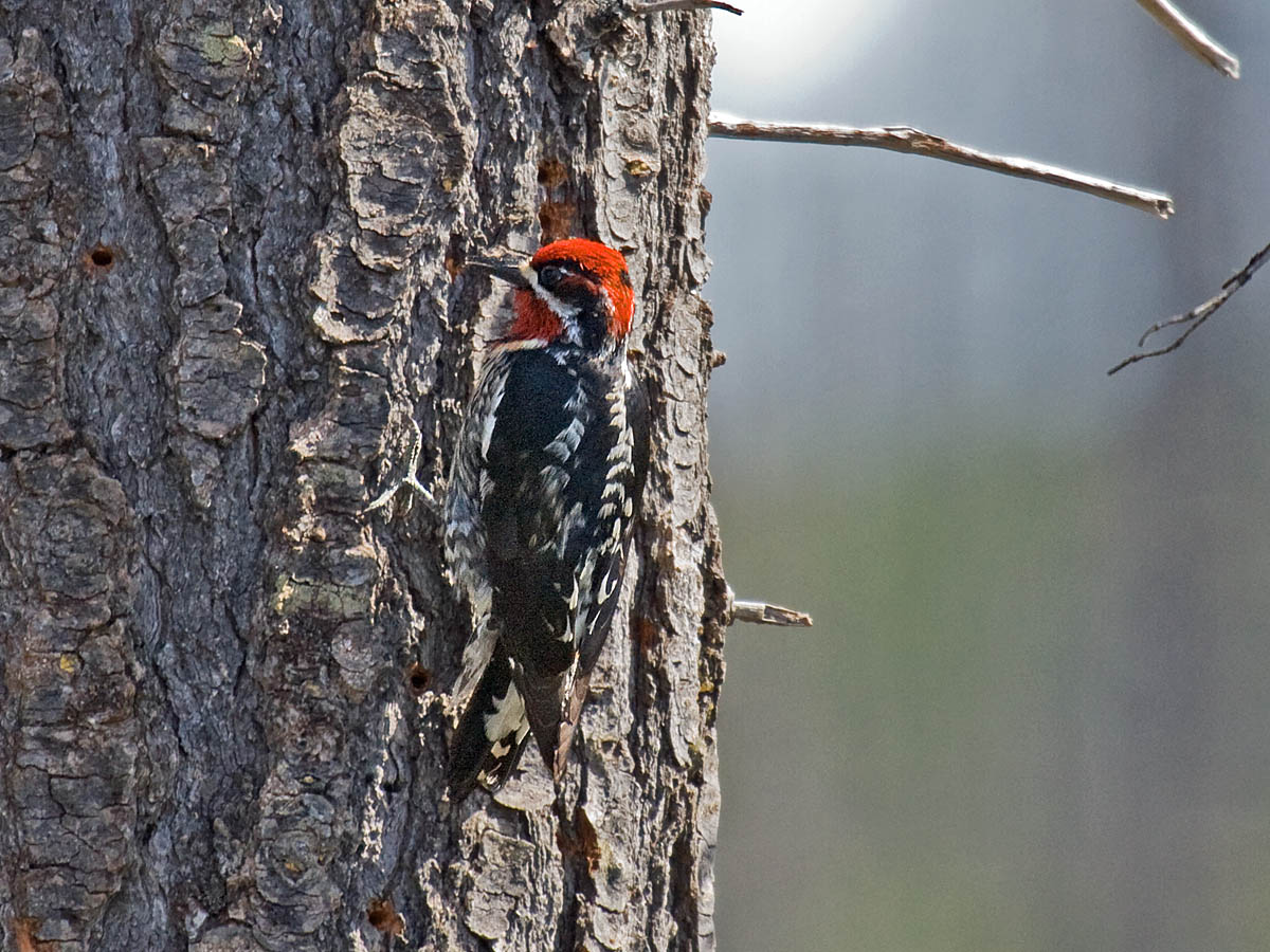 Red-naped Sapsucker