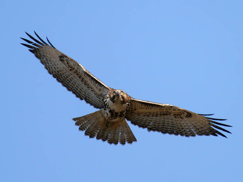 Red-tailed Hawk