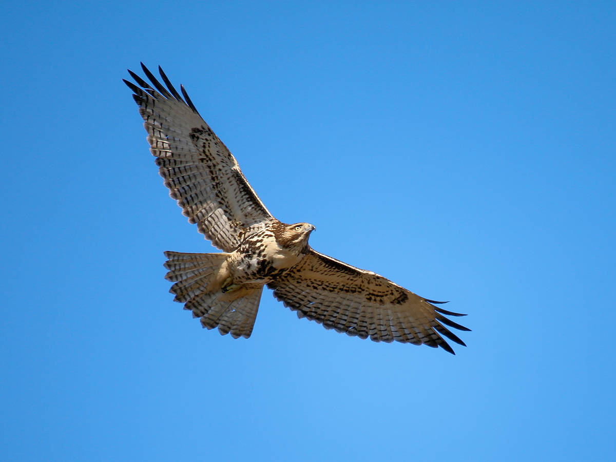 Red-tailed Hawk