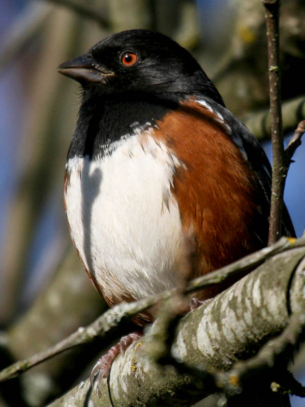 Spotted Towhee