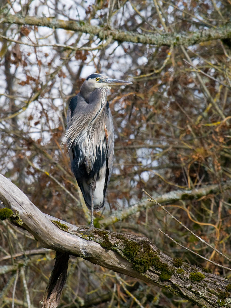 Great Blue Heron