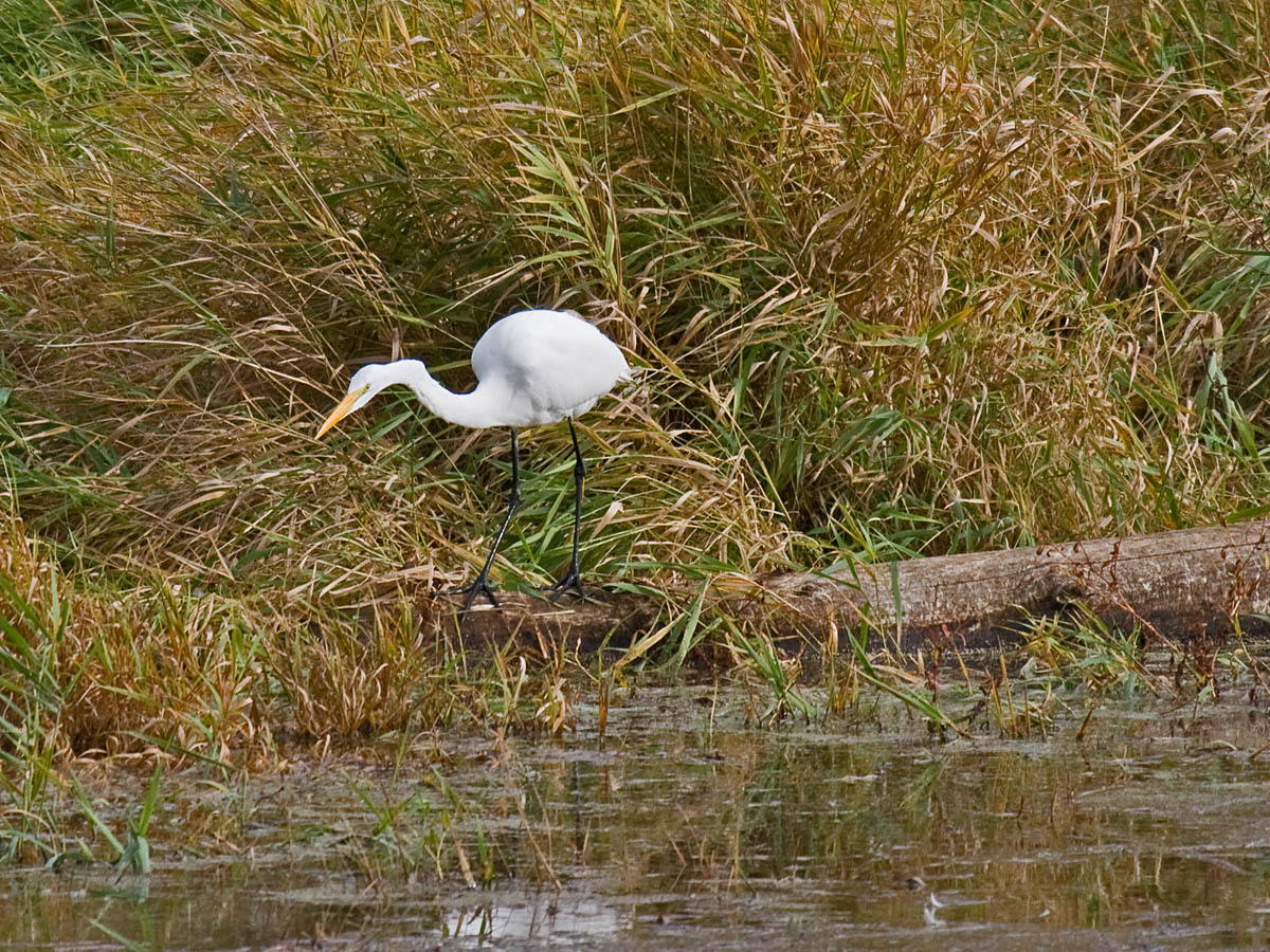 Great Egret