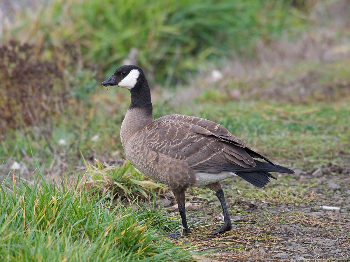 Cackling Goose