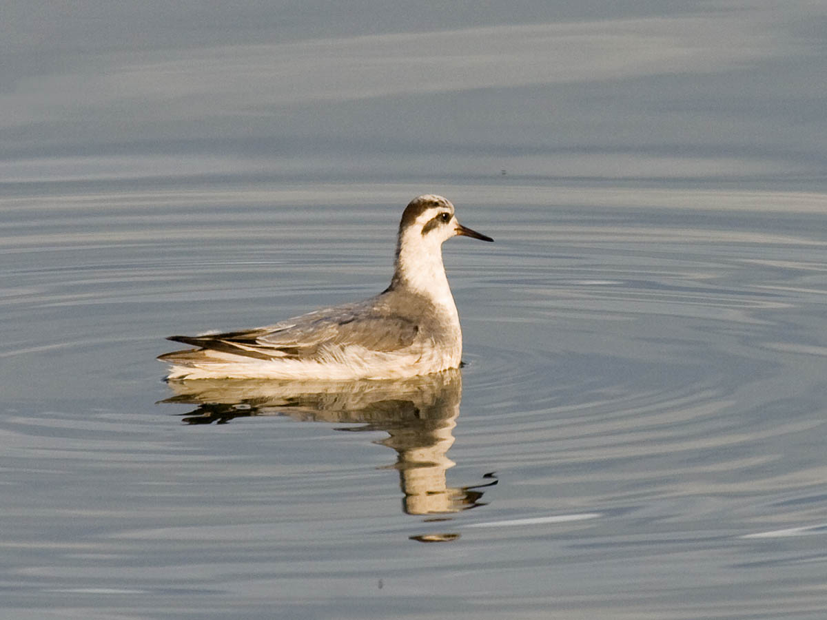 Red Phalarope
