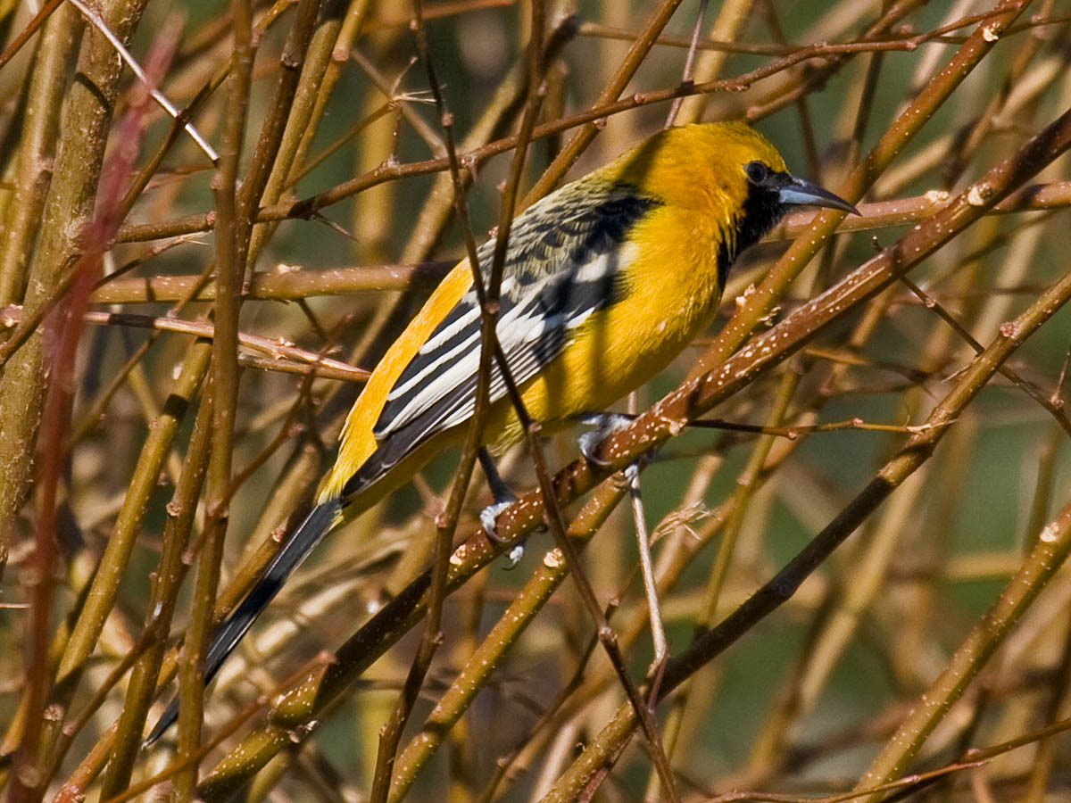 Hooded Oriole