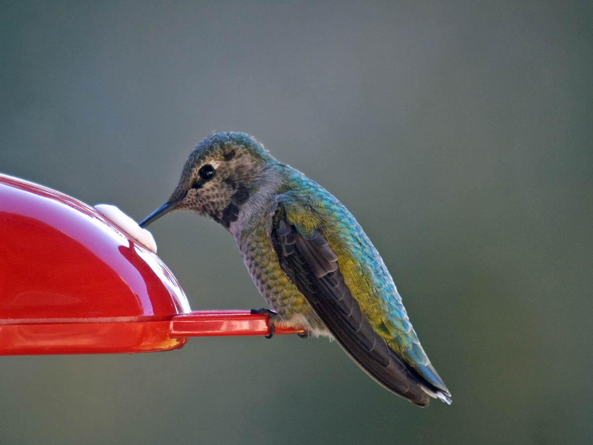 Annas Hummingbird