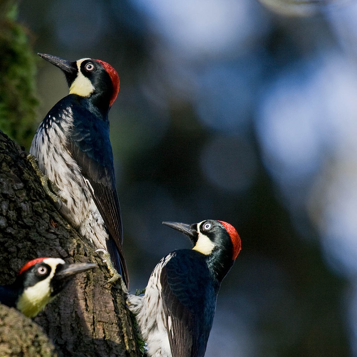 Acorn Woodpecker