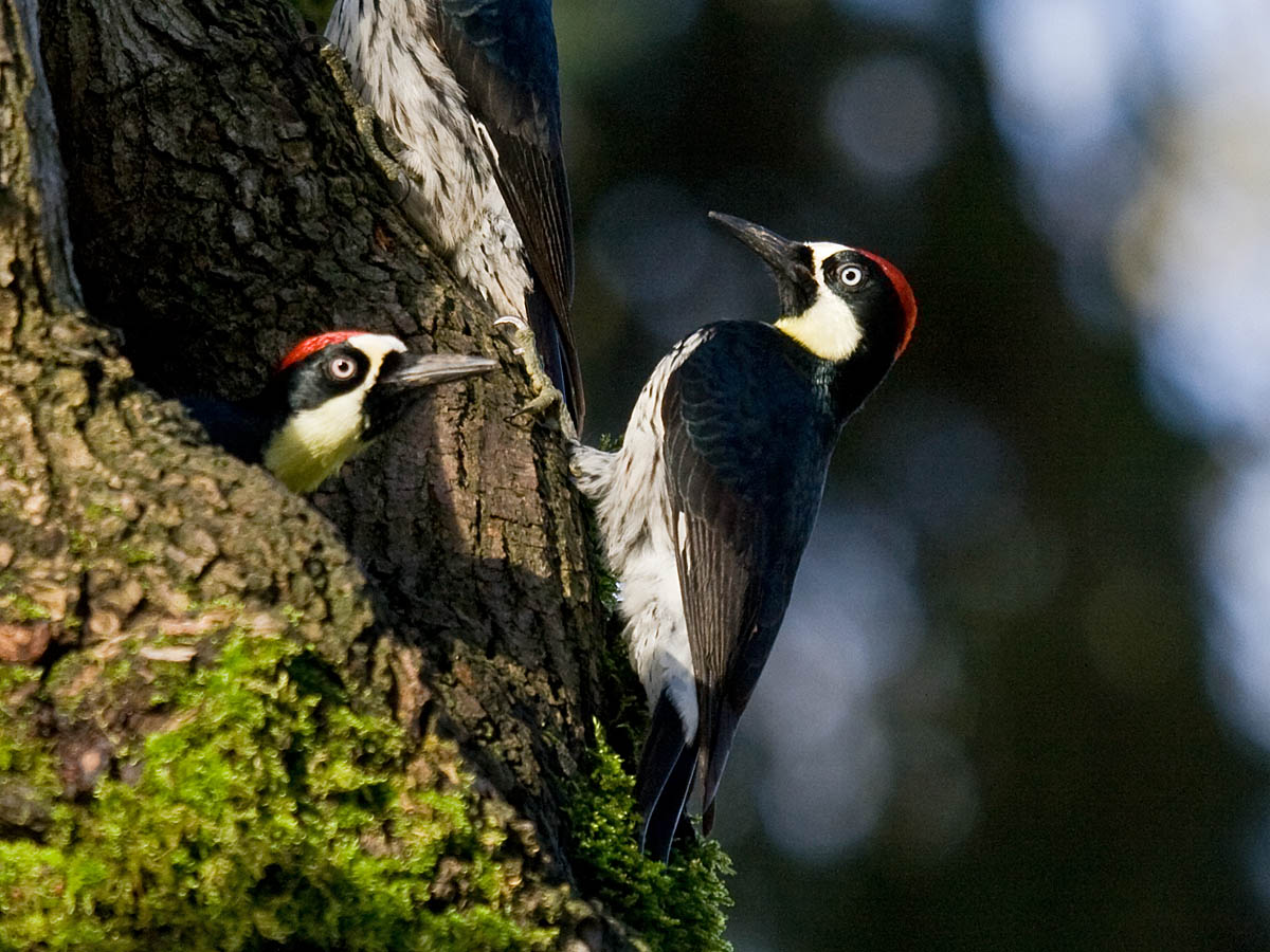Acorn Woodpecker