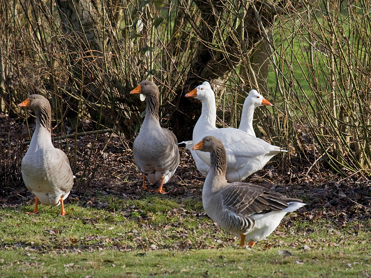 Domestic geese