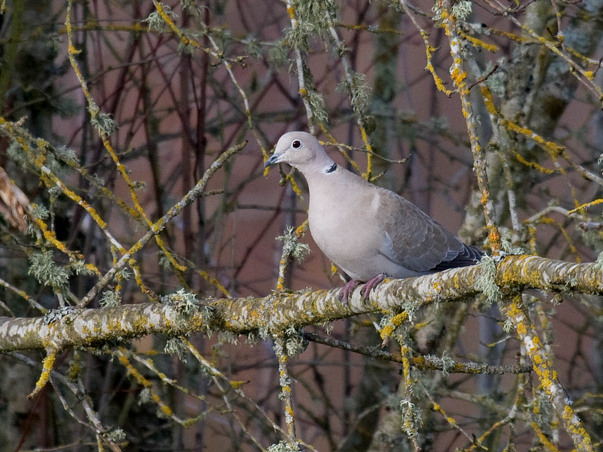 Eurasian Collared-Dove