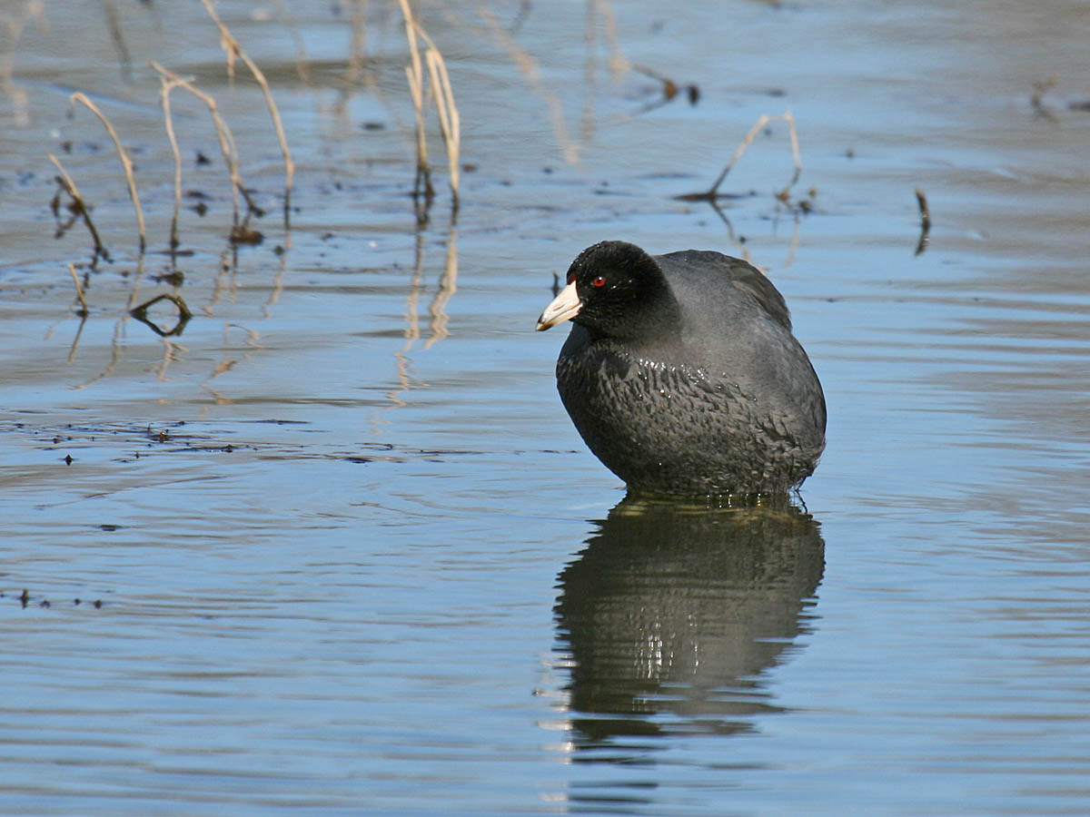 American Coot