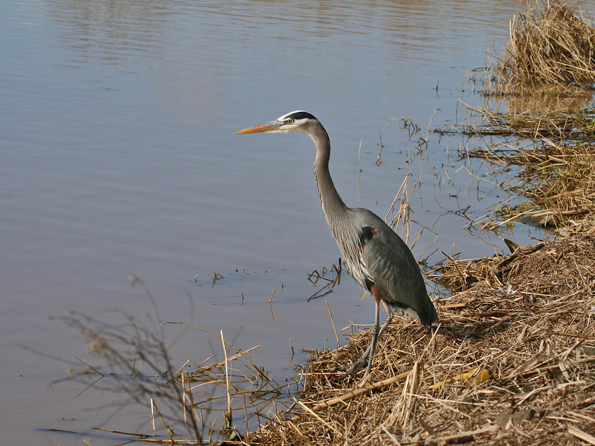 Great Blue Heron