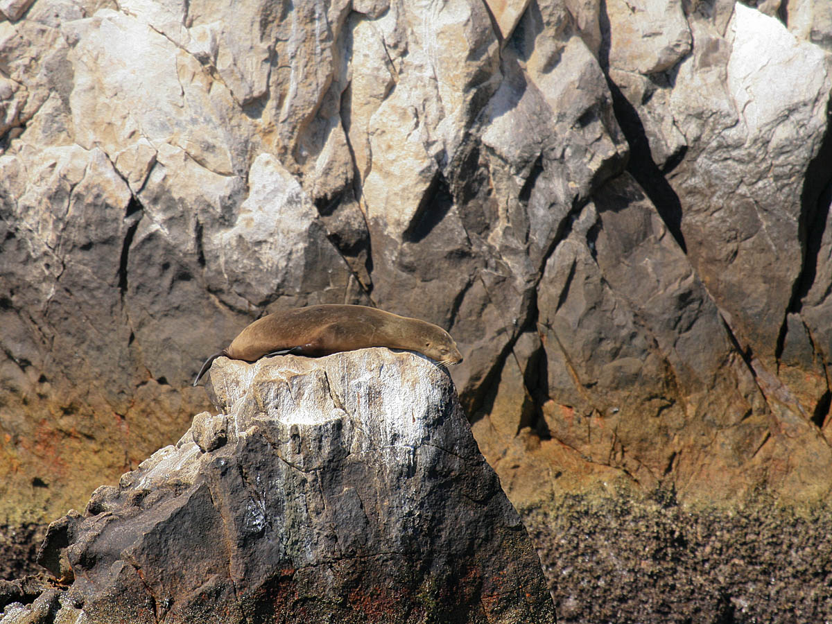 Sea Lion Siesta