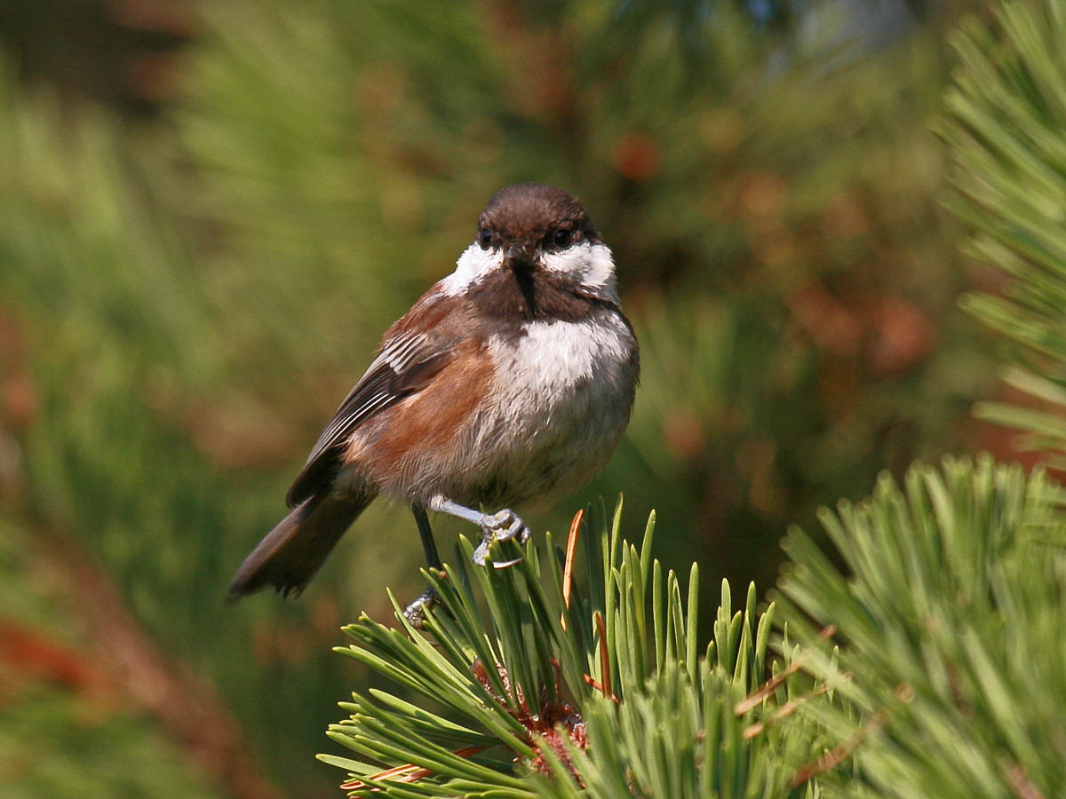 Chestnut-backed Chickadee