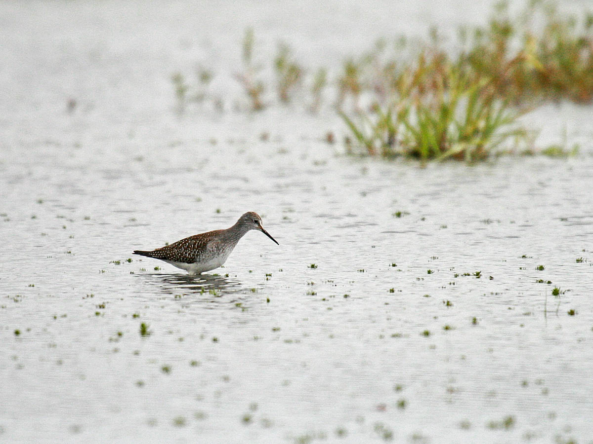 Lesser Yellowlegs