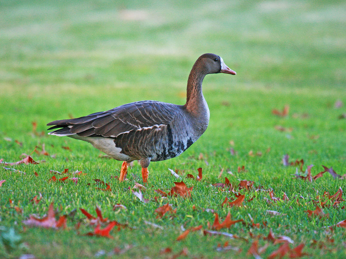 Greater White-fronted Goose