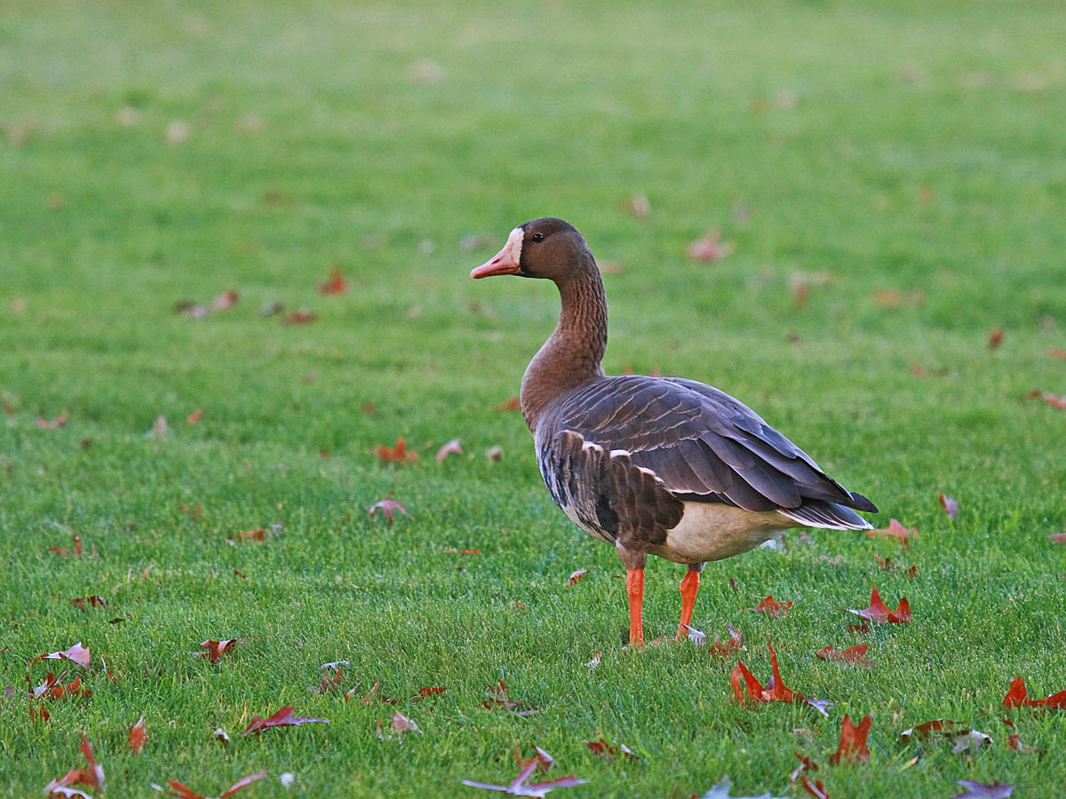 Greater White-fronted Goose