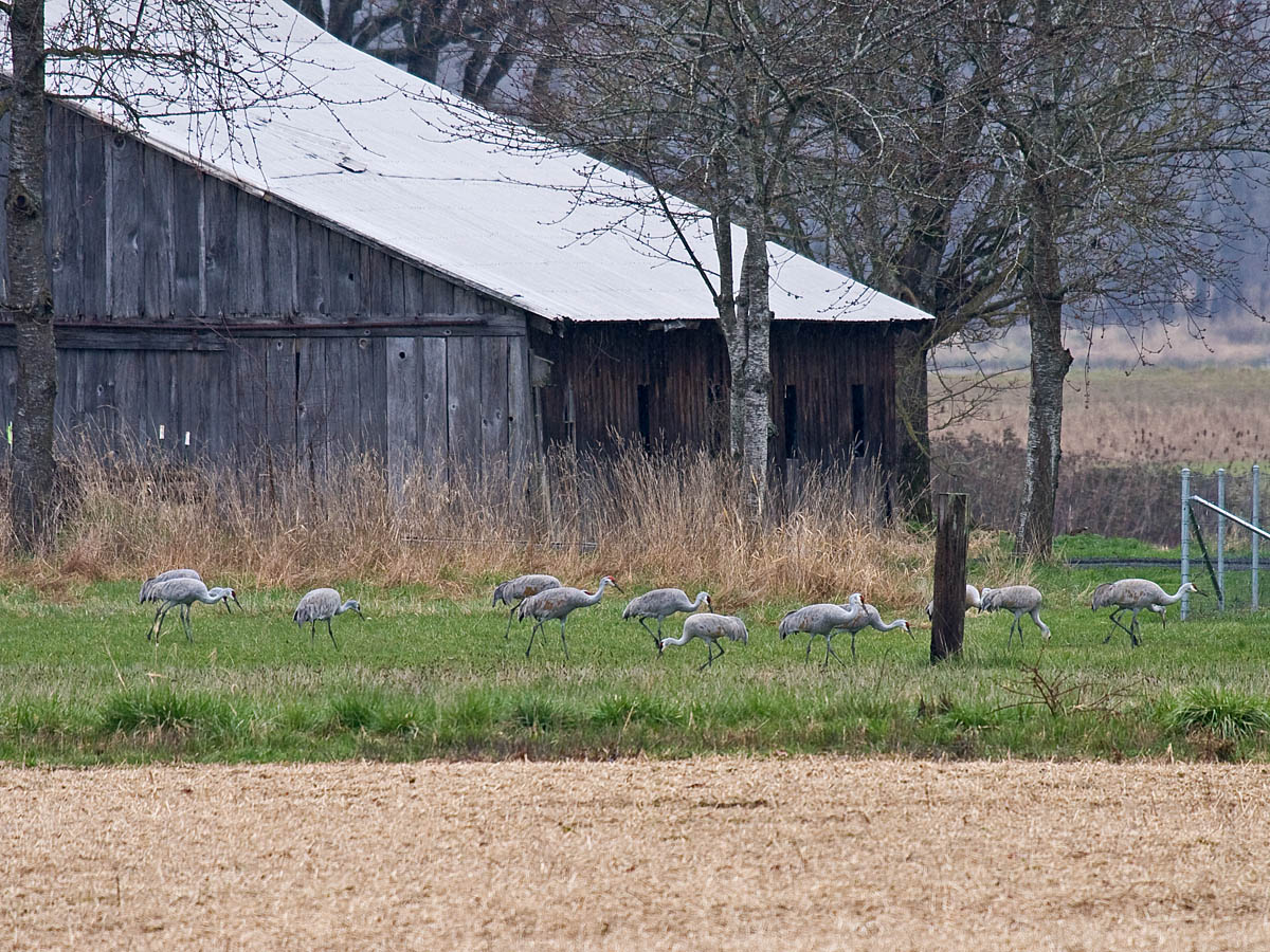 Sandhill Crane