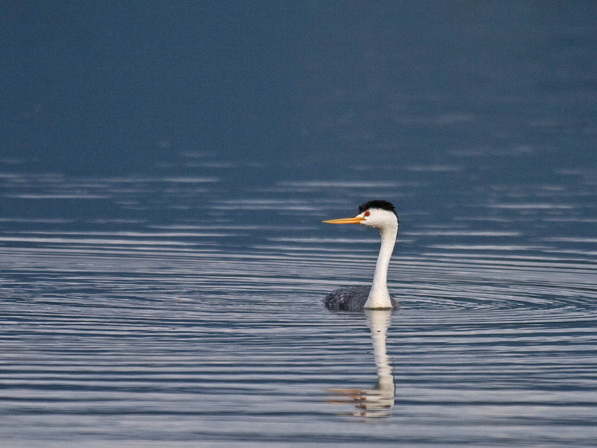 Clarks Grebe