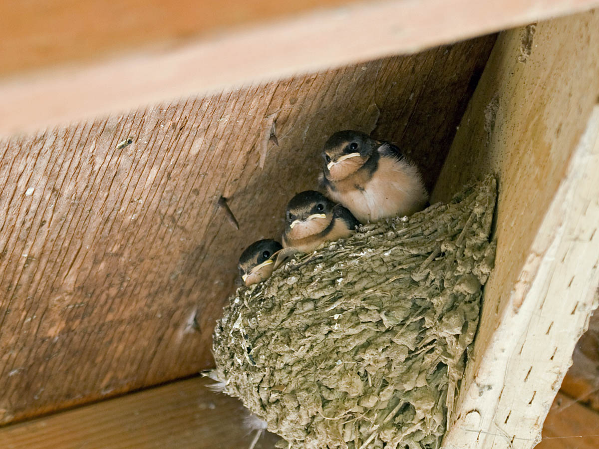 Barn Swallow