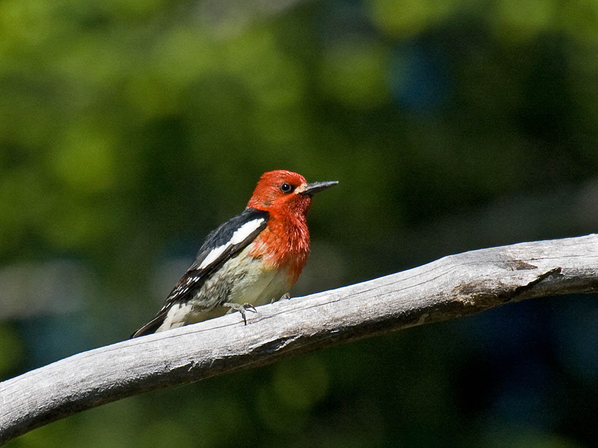 Red-breasted Sapsucker