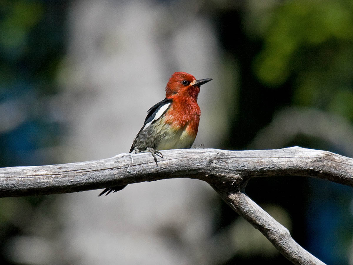Red-breasted Sapsucker