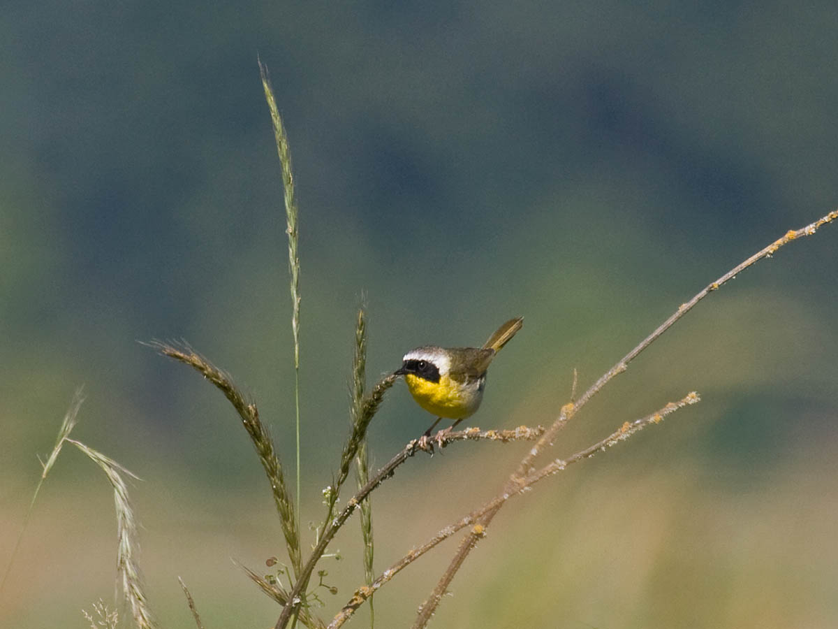 Common Yellowthroat