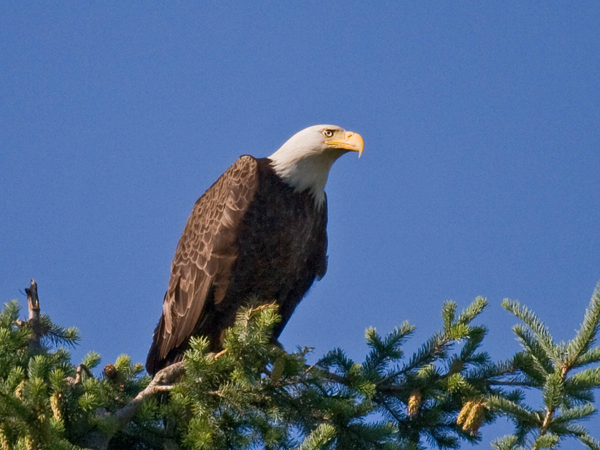 Bald Eagle