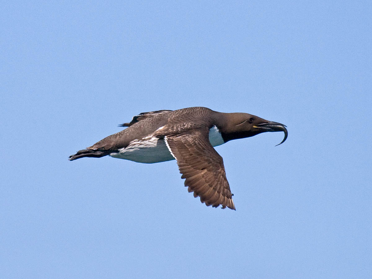 Common Murre