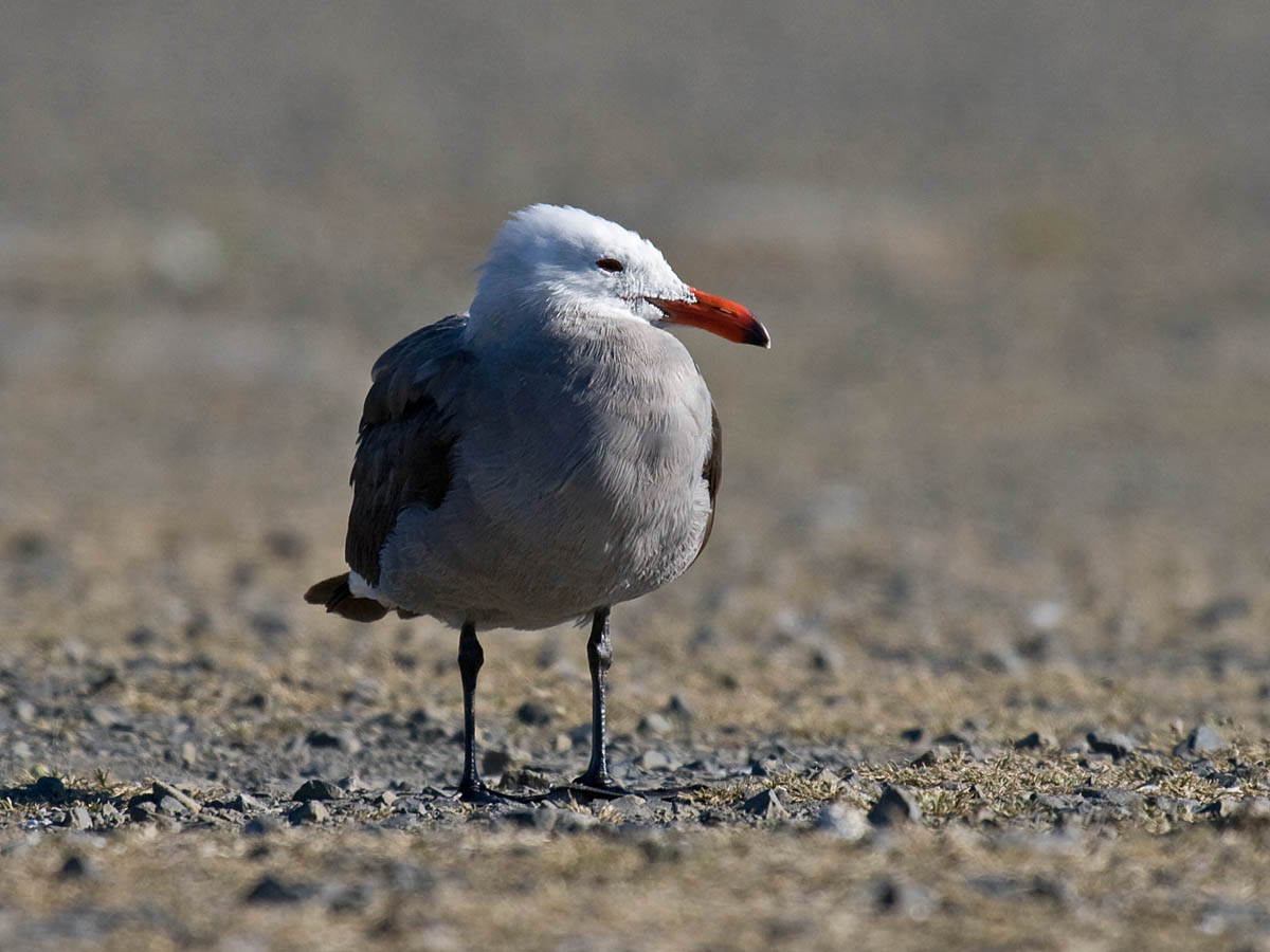Heermanns Gull