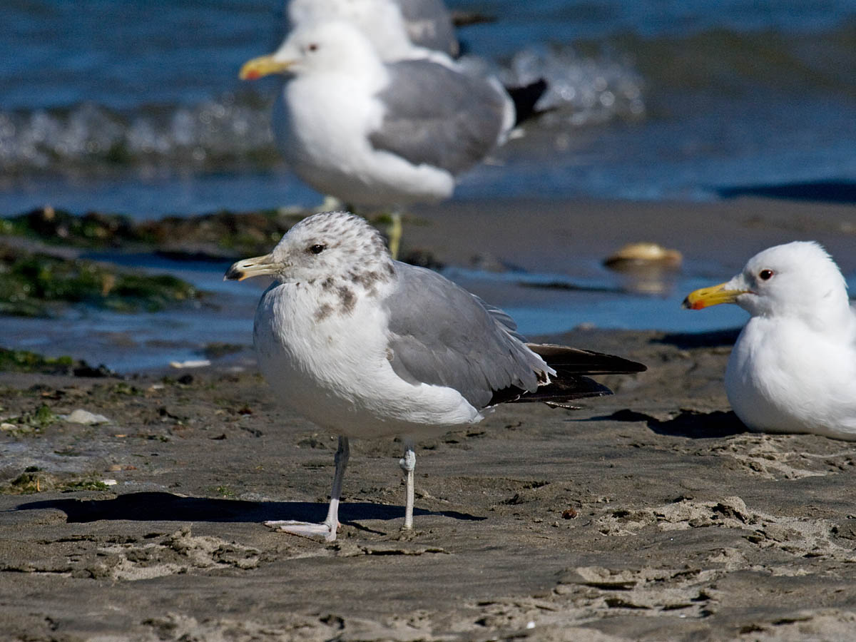 California Gull