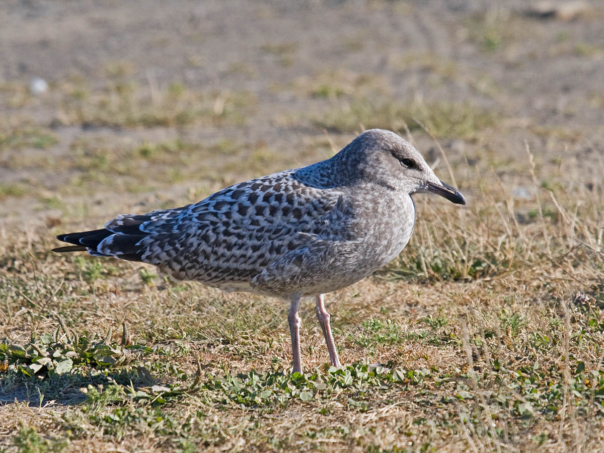 California Gull