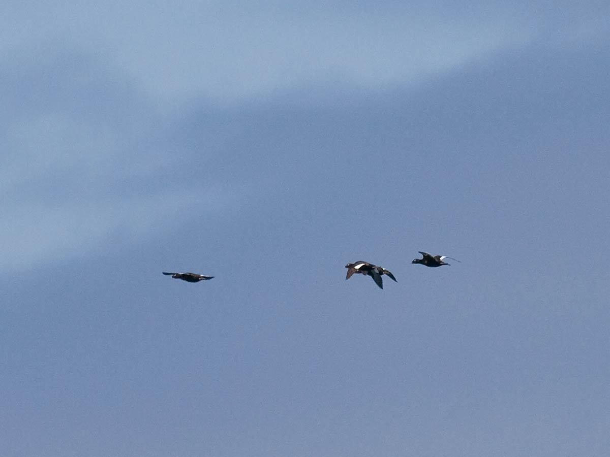 White-winged Scoter