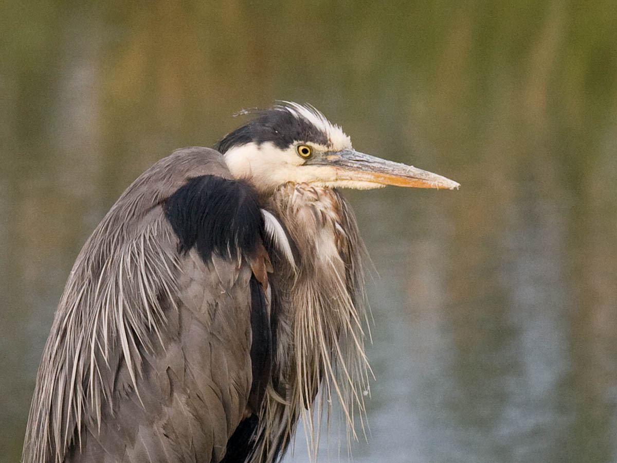 Great Blue Heron