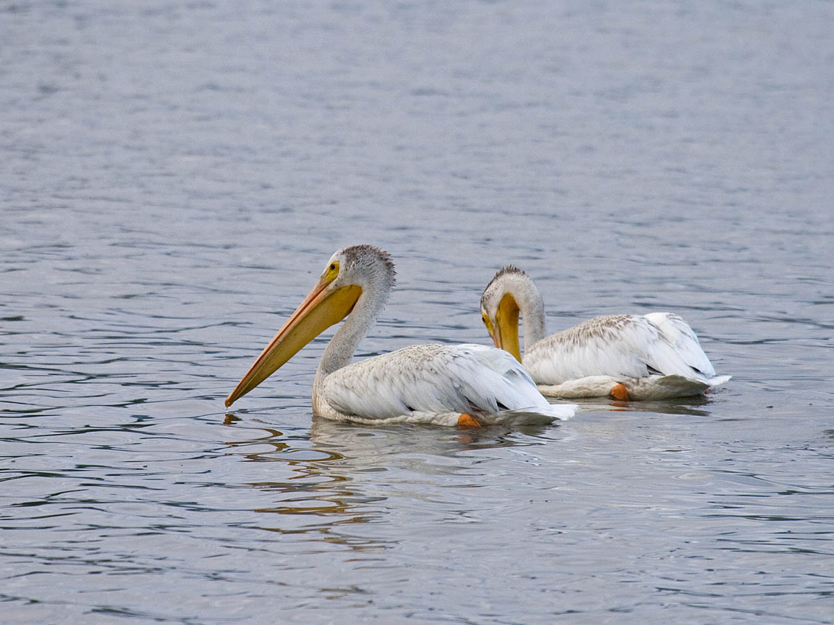 American White Pelican