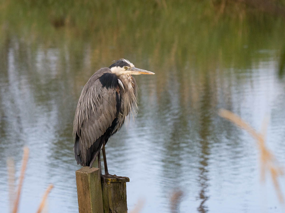 Great Blue Heron