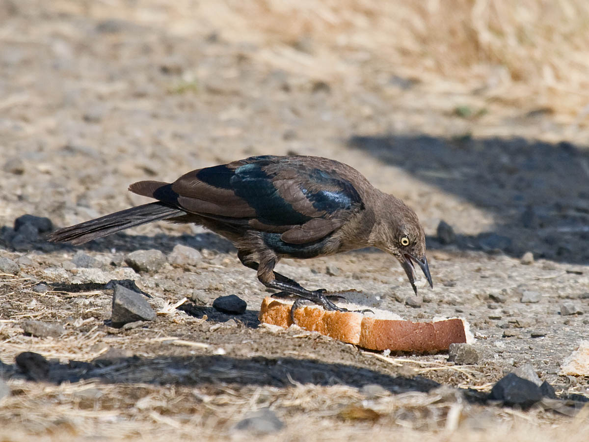 Brewers Blackbird