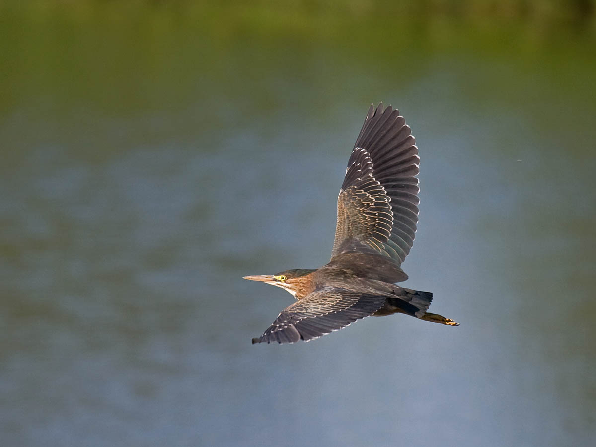 Green Heron