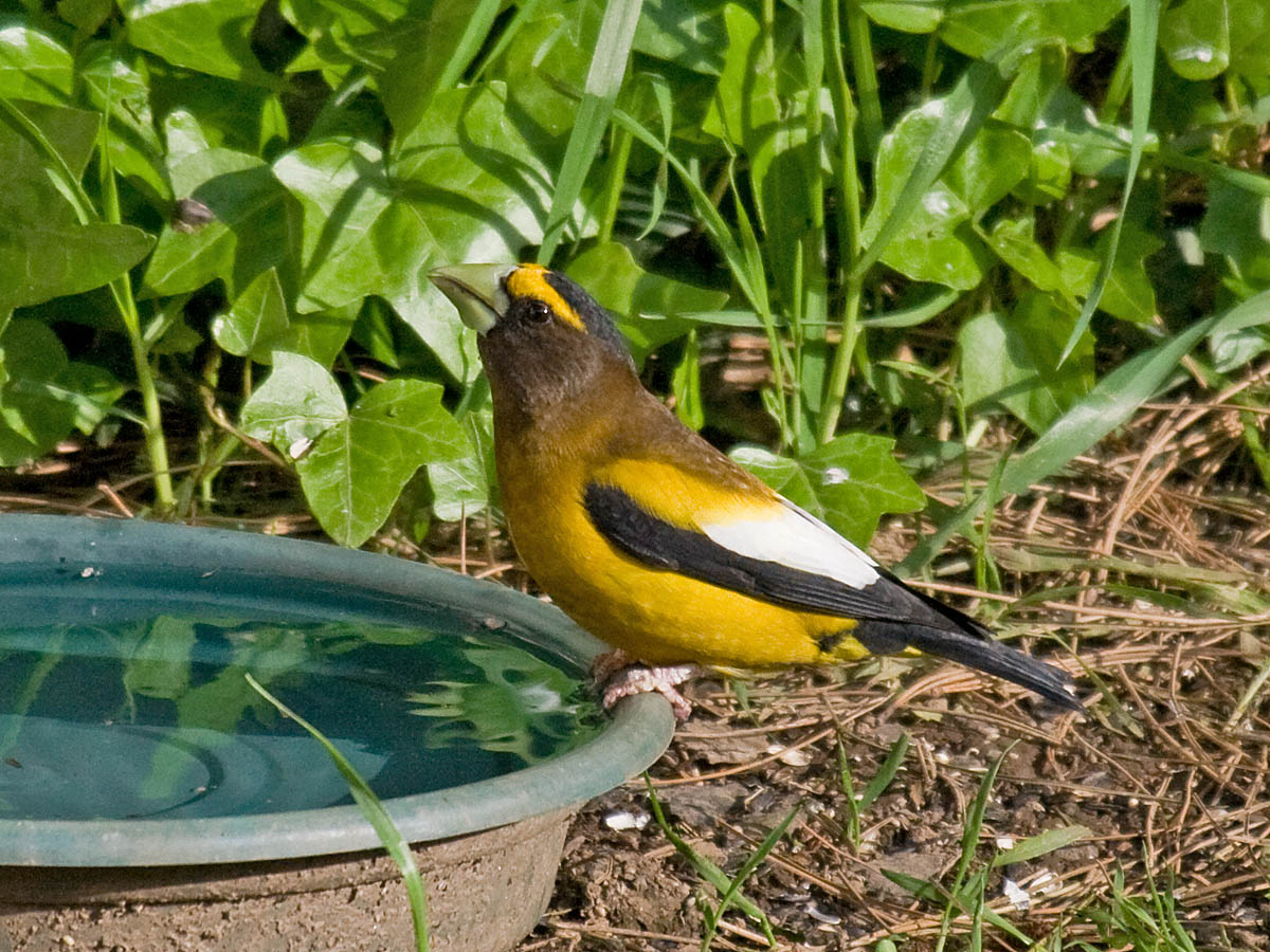 Evening Grosbeak