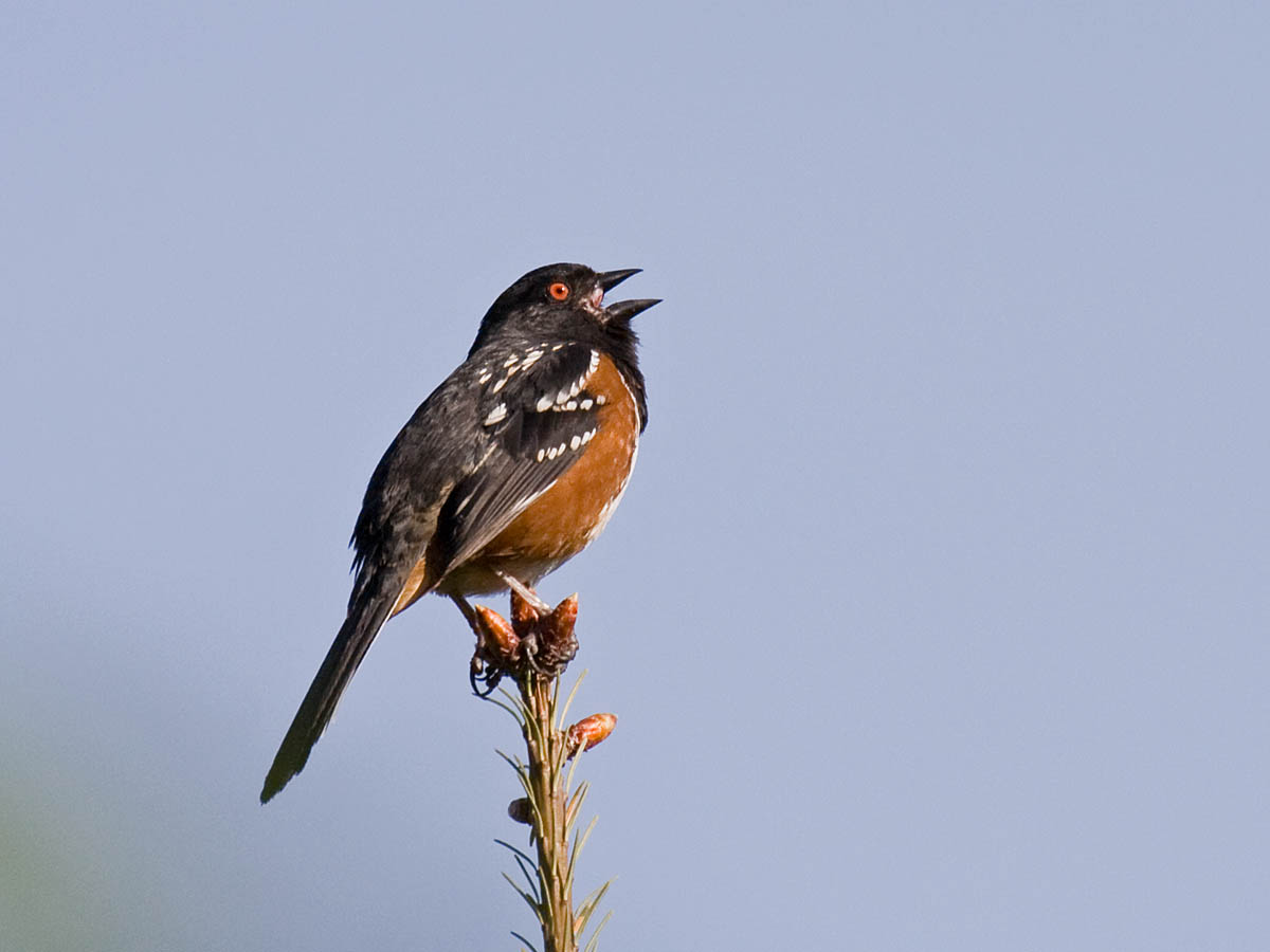 Spotted Towhee