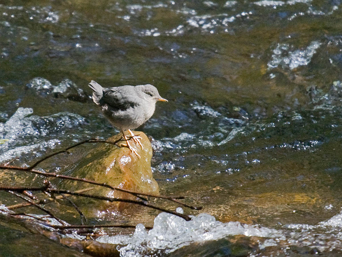 American Dipper