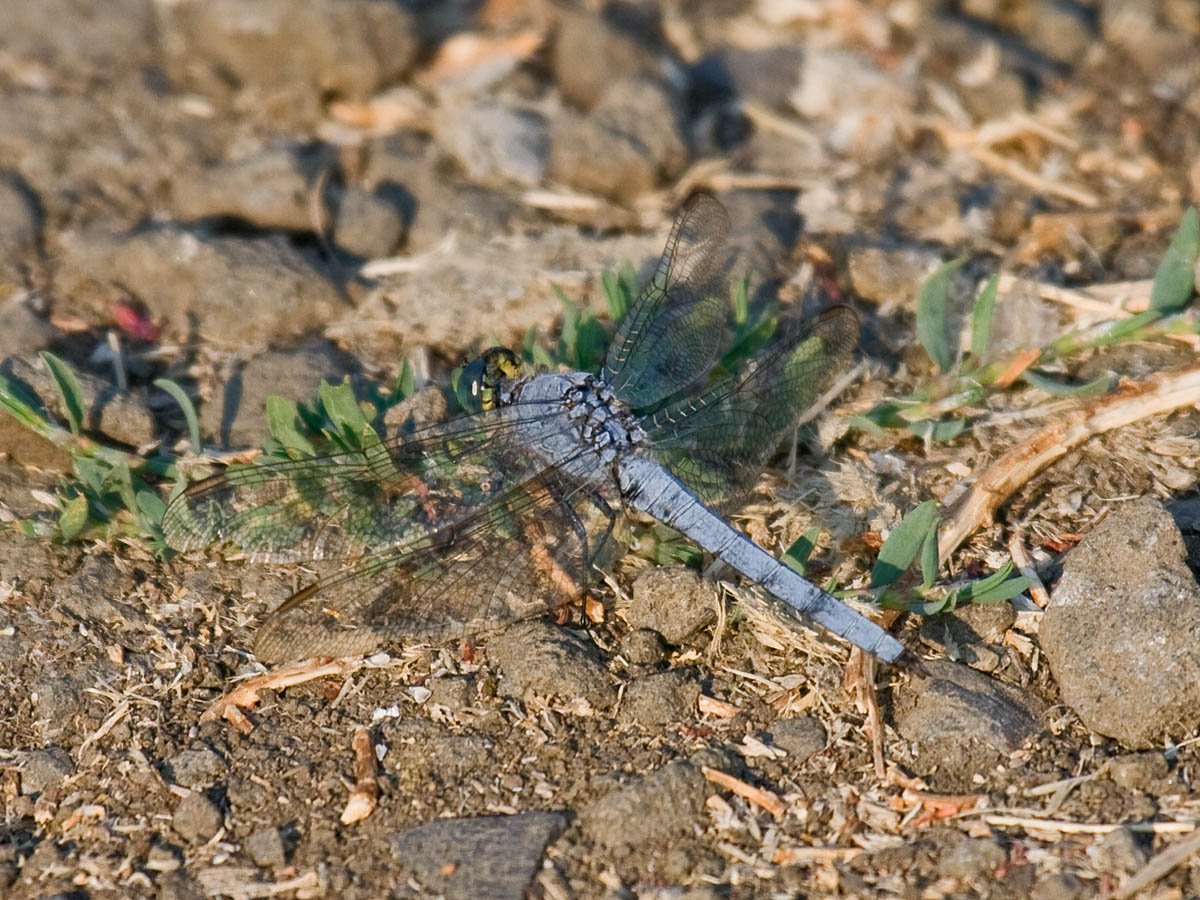 IMG_1567 blue Dragonfly.jpg