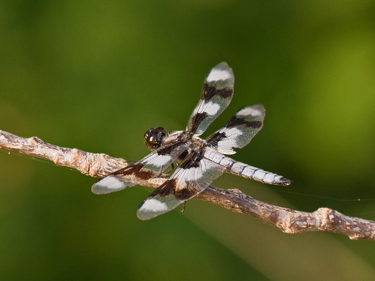 IMG_1687 skimmer.jpg