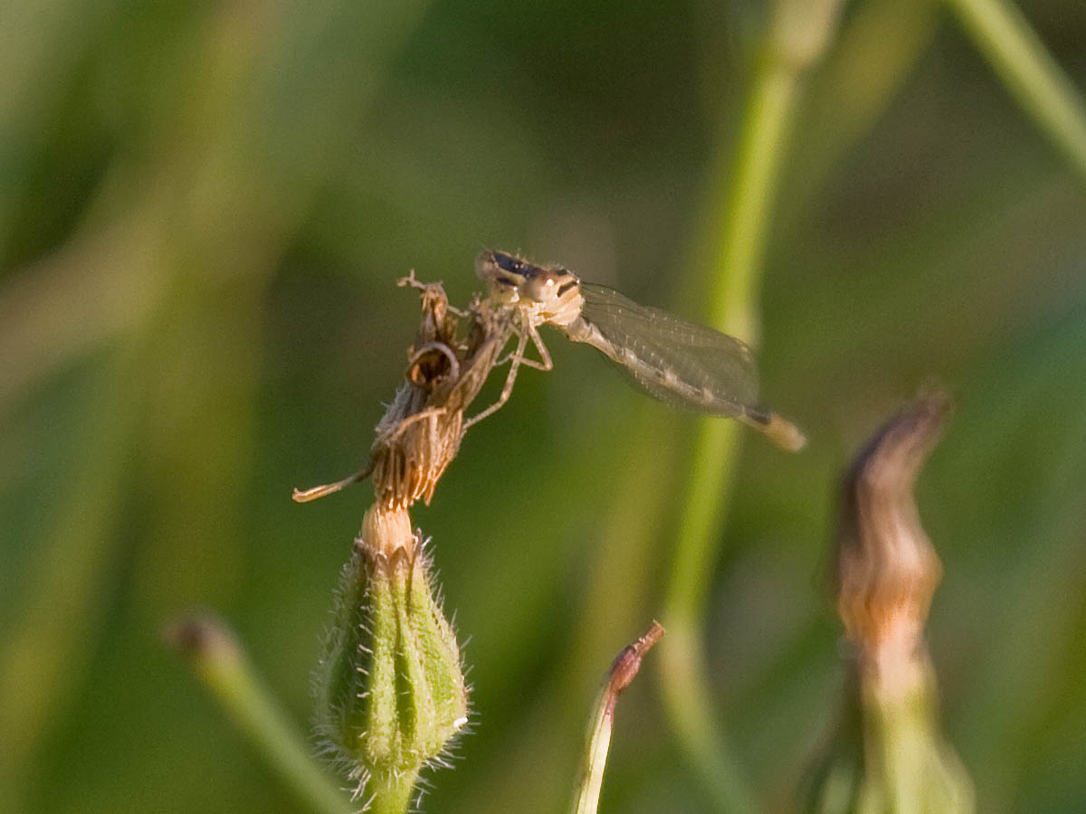 IMG_1688 green damselfly.jpg