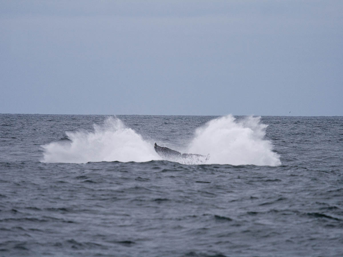 Humpback Whale