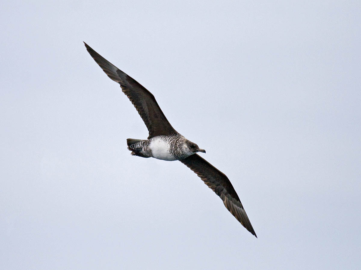 Pomarine Jaeger