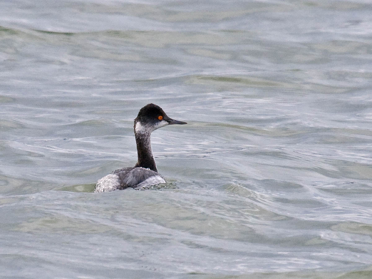 Eared Grebe