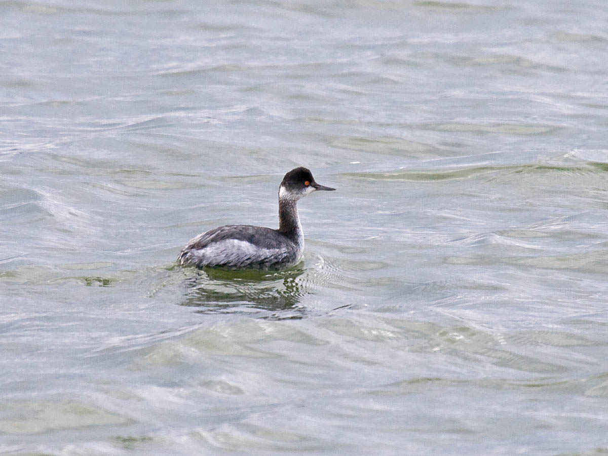 Eared Grebe