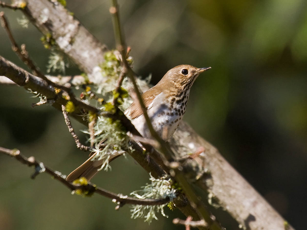 Hermit Thrush
